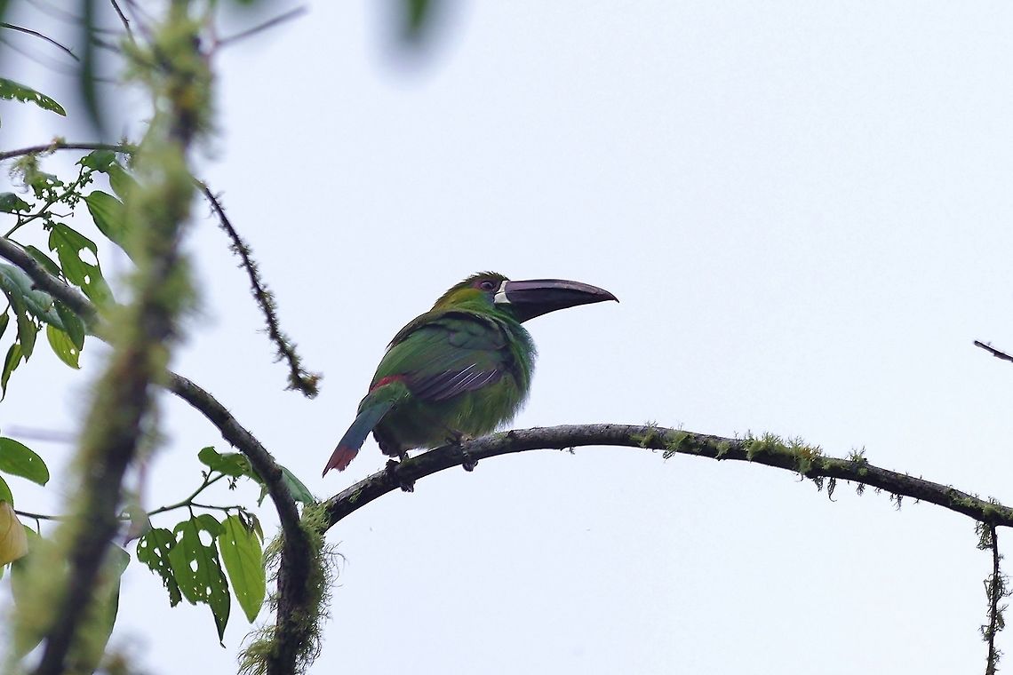 Crimson-rumped toucanet (Aulacorhynchus haematopygus) Bosque de San Antonio, Valle del Cauca, Colombia. Mar 22, 2018 Aulacorhynchus haematopygus,Colombia,Crimson-rumped toucanet,Geotagged,Spring