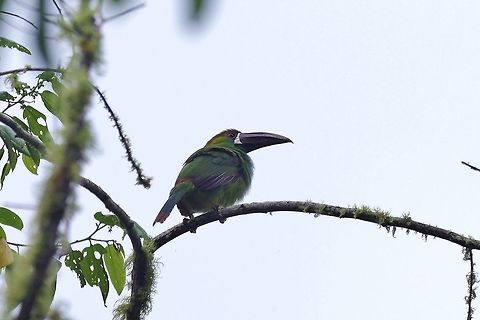 Crimson-rumped toucanet (Aulacorhynchus haematopygus) Bosque de San Antonio, Valle del Cauca, Colombia. Mar 22, 2018 Aulacorhynchus haematopygus,Colombia,Crimson-rumped toucanet,Geotagged,Spring