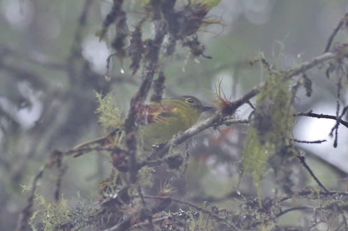 Barred becard (Pachyramphus versicolor) Bosque de San Antonio, Valle del Cauca, Colombia. Mar 22, 2018 Barred becard,Colombia,Geotagged,Pachyramphus versicolor,Spring