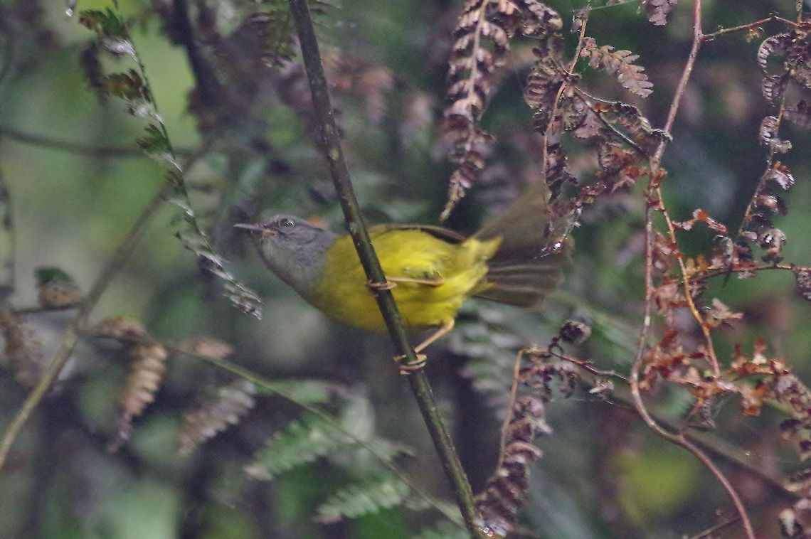 Russet-crowned warbler (Myiothlypis coronata) Bosque de San Antonio, Valle del Cauca, Colombia. Mar 22, 2018 Colombia,Geotagged,Myiothlypis coronata,Russet-crowned warbler,Spring