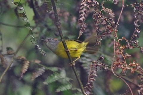 Russet-crowned warbler (Myiothlypis coronata) Bosque de San Antonio, Valle del Cauca, Colombia. Mar 22, 2018 Colombia,Geotagged,Myiothlypis coronata,Russet-crowned warbler,Spring