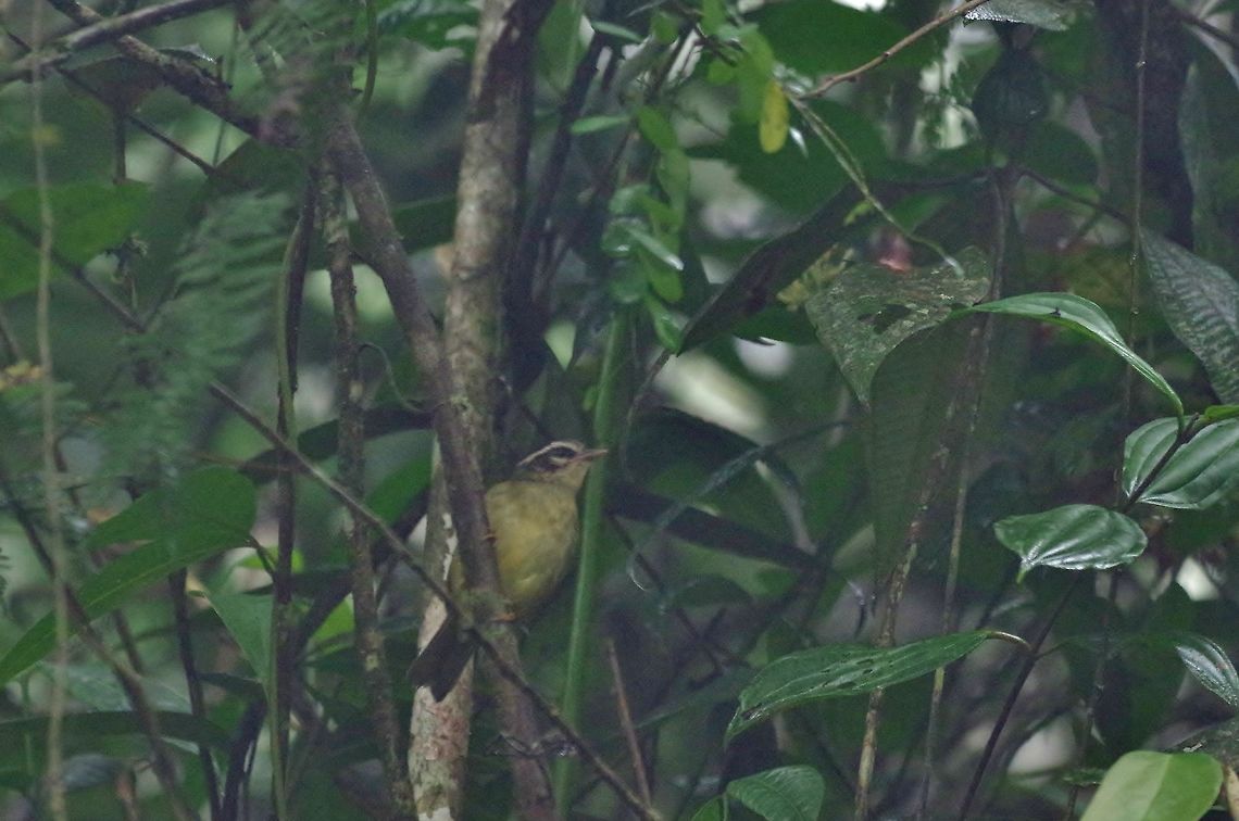 Three-striped warbler (Basileuterus tristriatus) Bosque de San Antonio, Valle del Cauca, Colombia. Mar 22, 2018 Basileuterus tristriatus,Colombia,Geotagged,Spring,Three-striped warbler