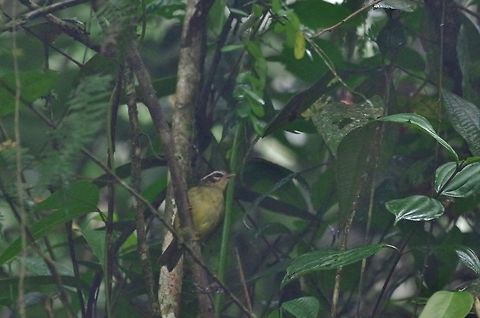 Three-striped warbler (Basileuterus tristriatus) Bosque de San Antonio, Valle del Cauca, Colombia. Mar 22, 2018 Basileuterus tristriatus,Colombia,Geotagged,Spring,Three-striped warbler