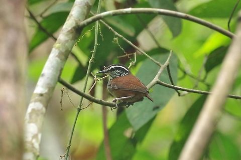 Grey-breasted wood wren (Henicorhina leucophrys) Bosque de San Antonio, Valle del Cauca, Colombia. Mar 22, 2018 Colombia,Geotagged,Grey-breasted wood wren,Henicorhina leucophrys,Spring