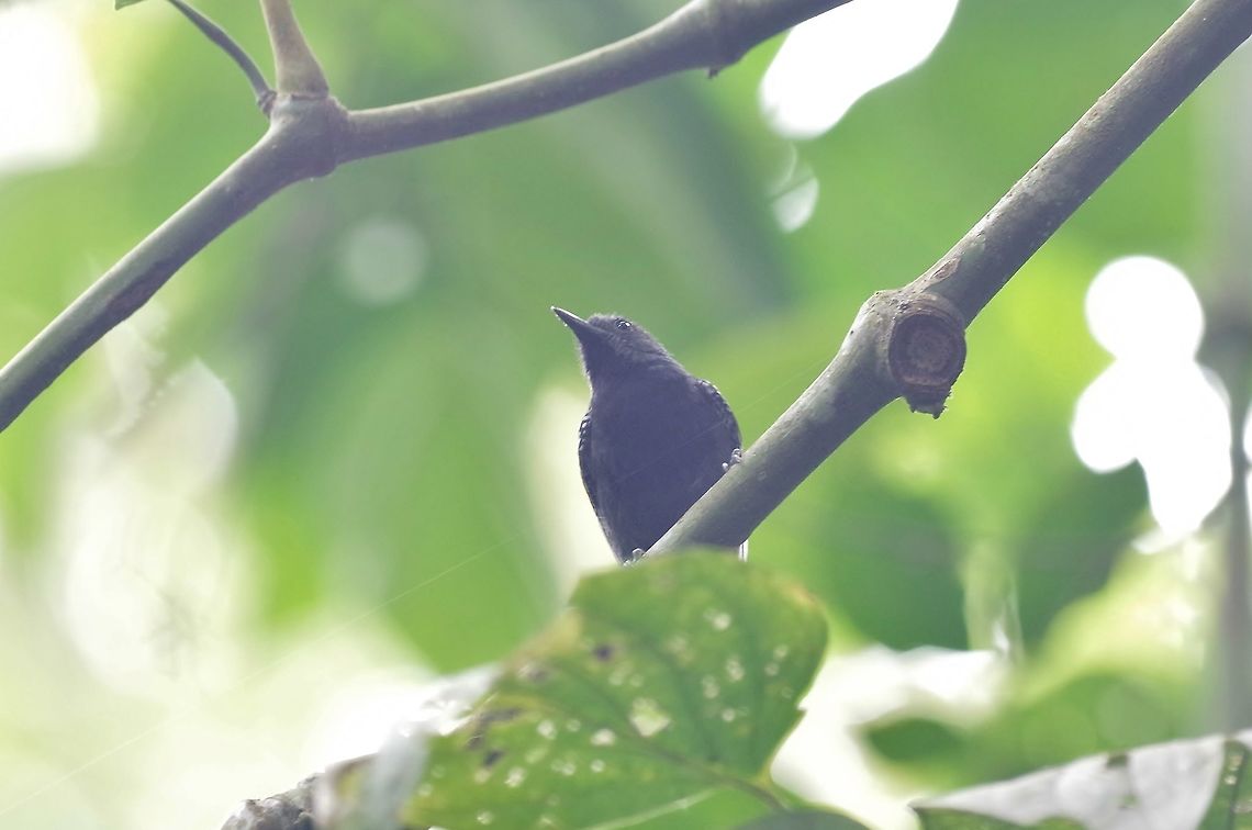 Slaty antwren (Myrmotherula schisticolor) Bosque de San Antonio, Valle del Cauca, Colombia. Mar 22, 2018 Colombia,Geotagged,Myrmotherula schisticolor,Slaty antwren,Spring