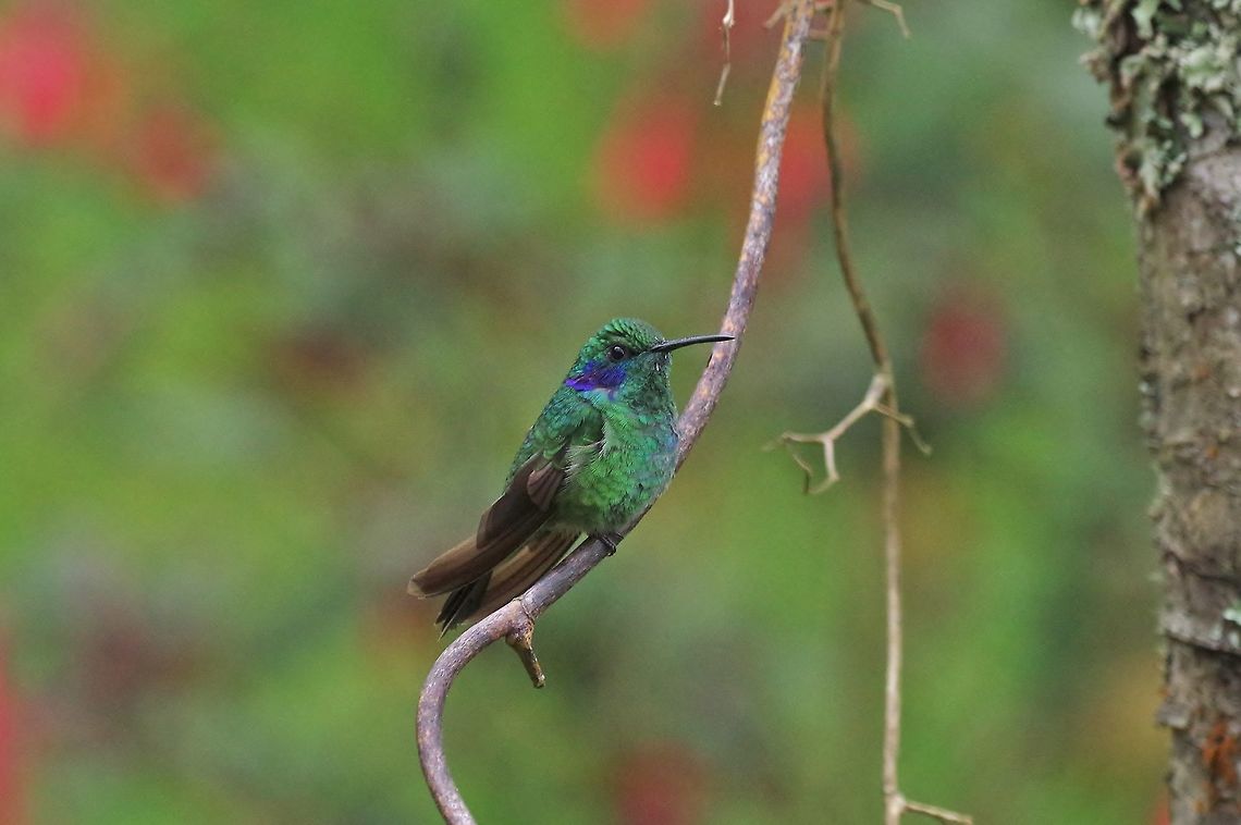 Lesser violetear (Colibri cyanotus) Reserva Rio Blanco, Caldas, Colombia. Mar 19th, 2018<br />
 Colibri cyanotus,Colombia,Geotagged,Lesser violetear,Winter