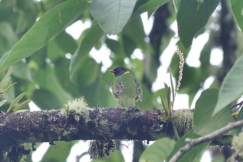 Green-and-black fruiteater (Pipreola riefferii) Reserva Rio Blanco, Caldas, Colombia. Mar 19th, 2018 Colombia,Geotagged,Green-and-black fruiteater,Pipreola riefferii,Winter