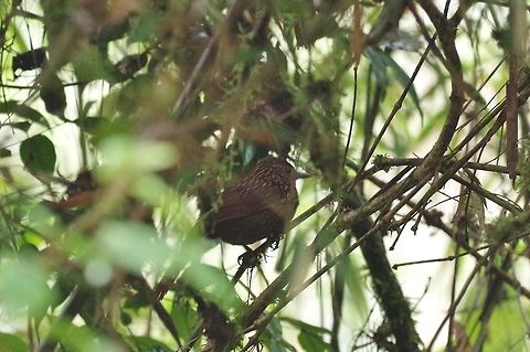 Flammulated treehunter (Thripadectes flammulatus) Reserva Rio Blanco, Caldas, Colombia. Mar 20th, 2018 Colombia,Flammulated treehunter,Geotagged,Thripadectes flammulatus,Winter