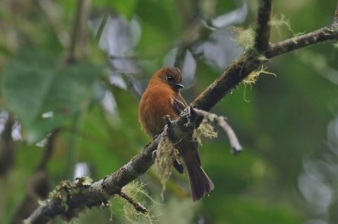 Cinnamon flycatcher (Pyrrhomyias cinnamomeus) Reserva Rio Blanco, Caldas, Colombia. Mar 20th, 2018 Cinnamon flycatcher,Colombia,Geotagged,Pyrrhomyias cinnamomeus,Winter