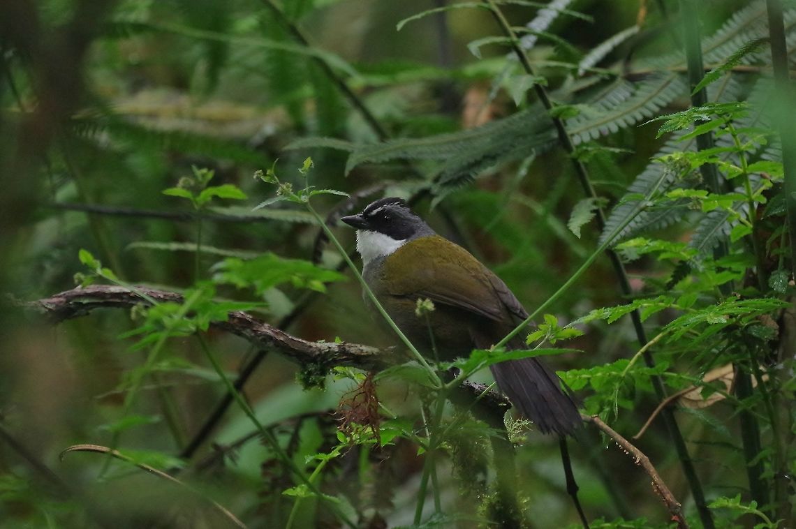 Grey-browed brush finch (Arremon assimilis) Reserva Rio Blanco, Caldas, Colombia. Mar 20th, 2018 Arremon assimilis,Colombia,Geotagged,Grey-browed brush finch,Winter
