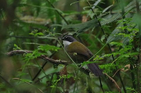 Grey-browed brush finch (Arremon assimilis) Reserva Rio Blanco, Caldas, Colombia. Mar 20th, 2018 Arremon assimilis,Colombia,Geotagged,Grey-browed brush finch,Winter