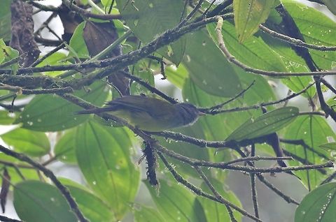 Grey-hooded bush tanager (Cnemoscopus rubrirostris) Rio Blanco, Colombia. Mar 20, 2018 Cnemoscopus rubrirostris,Colombia,Geotagged,Grey-hooded bush tanager,Winter