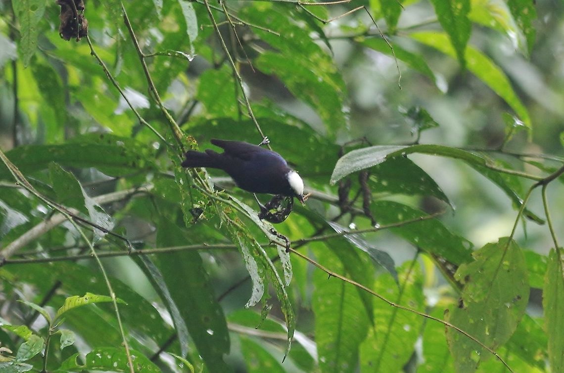 Capped conebill (Conirostrum albifrons) Reserva Rio Blanco, Caldas, Colombia. Mar 20th, 2018 Capped conebill,Colombia,Conirostrum albifrons,Geotagged,Winter