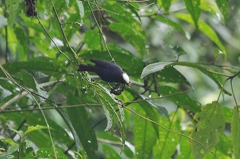 Capped conebill (Conirostrum albifrons) Reserva Rio Blanco, Caldas, Colombia. Mar 20th, 2018 Capped conebill,Colombia,Conirostrum albifrons,Geotagged,Winter