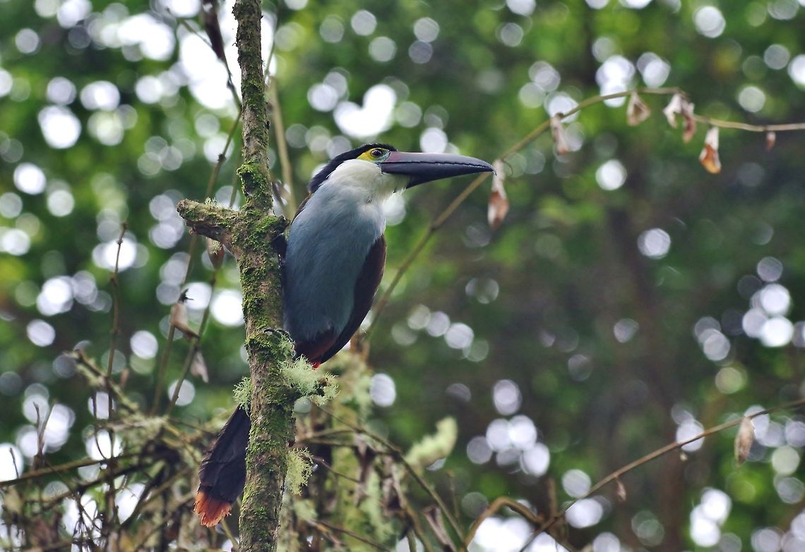 Black-billed mountain toucan (Andigena nigrirostris) Reserva Rio Blanco, Caldas, Colombia. Mar 20th, 2018 Andigena nigrirostris,Black-billed mountain toucan,Colombia,Geotagged,Winter