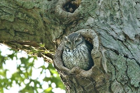 Eastern Screech Owl (Megascops asio) Mt AUburn Cemetery, Cambridge, MA. Sep 30th, 2018 Eastern Screech Owl,Fall,Geotagged,Megascops asio,United States