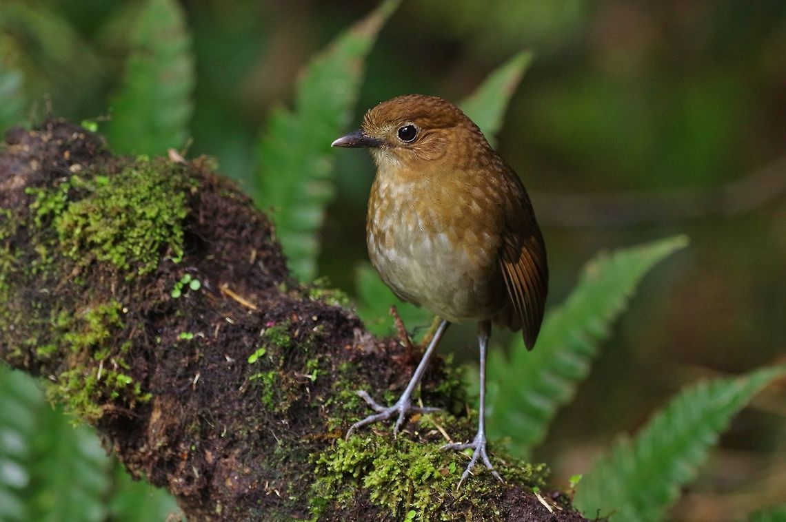 Brown-banded antpitta (Grallaria milleri) Reserva Rio Blanco, Caldas, Colombia. Mar 20th, 2018 Brown-banded antpitta,Colombia,Geotagged,Grallaria milleri,Winter