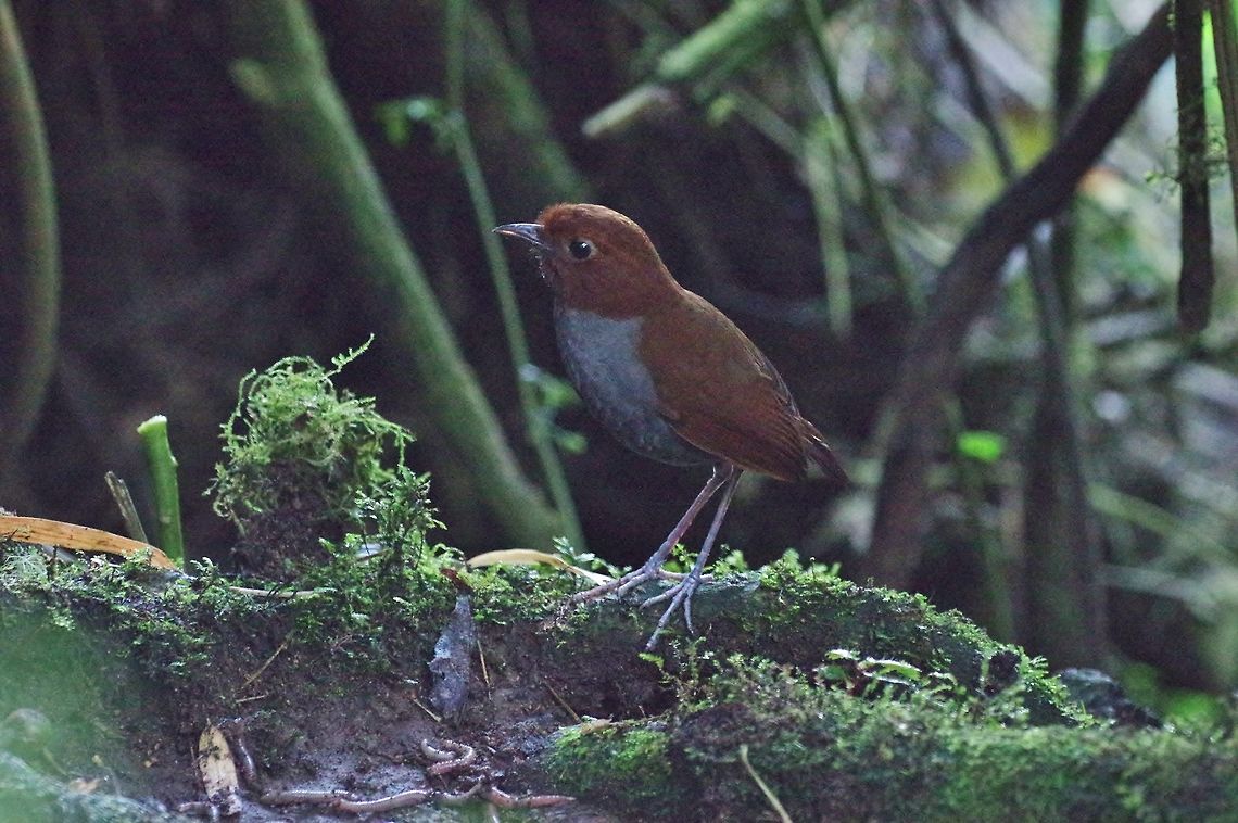 Bicolored antpitta (Grallaria rufocinerea) Reserva Rio Blanco, Caldas, Colombia. Mar 21st, 2018 Bicolored antpitta,Colombia,Geotagged,Grallaria rufocinerea,Spring