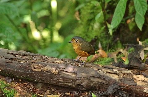 Slaty-crowned antpitta (Grallaricula nana) Reserva Rio Blanco, Caldas, Colombia. Mar 21st, 2018 Colombia,Geotagged,Grallaricula nana,Slaty-crowned antpitta,Spring