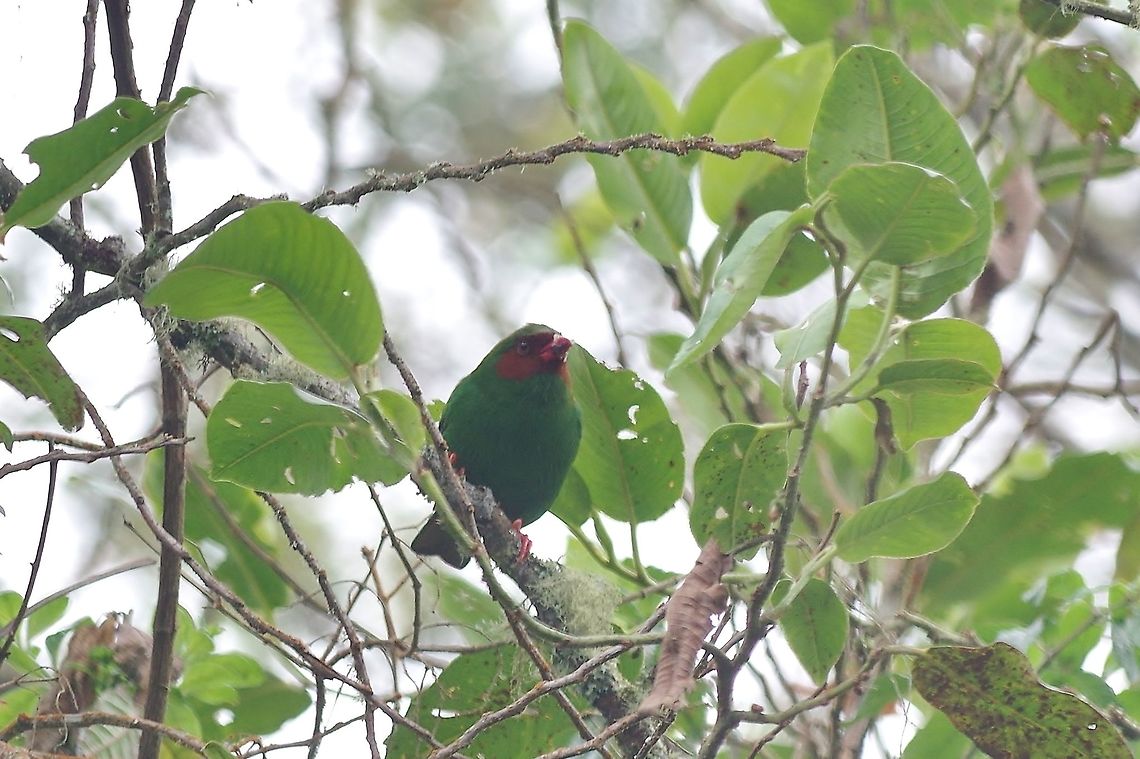 Grass-green tanager (Chlorornis riefferii) Reserva Rio Blanco, Caldas, Colombia. Mar 20th, 2018 Chlorornis riefferii,Colombia,Geotagged,Grass-green tanager,Winter