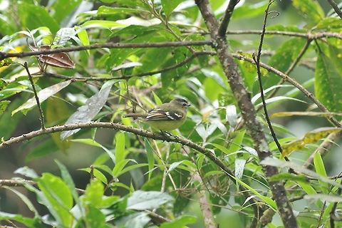 Black-capped tyrannulet (Phyllomyias nigrocapillus) Reserva Rio Blanco, Caldas, Colombia. Mar 20th, 2018 Black-capped tyrannulet,Colombia,Geotagged,Phyllomyias nigrocapillus,Winter