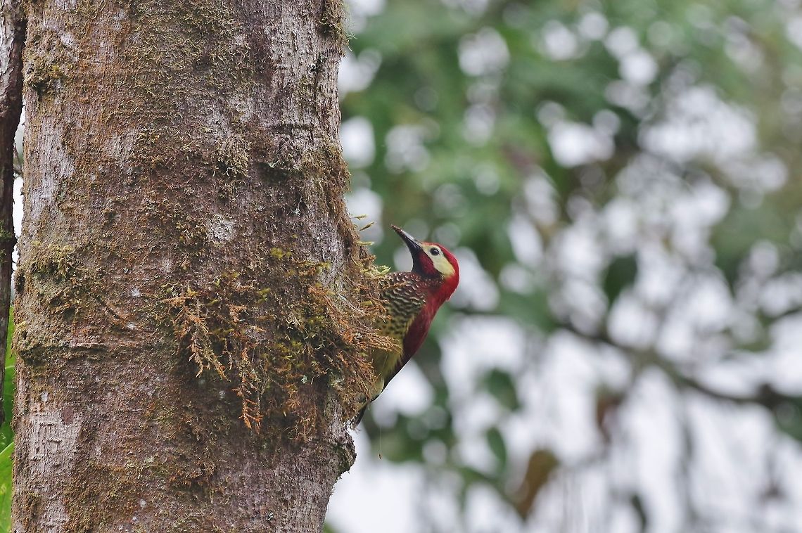Crimson-mantled woodpecker (Colaptes rivolii) Reserva Rio Blanco, Caldas, Colombia. Mar 20th, 2018 Colaptes rivolii,Colombia,Crimson-mantled woodpecker,Geotagged,Winter