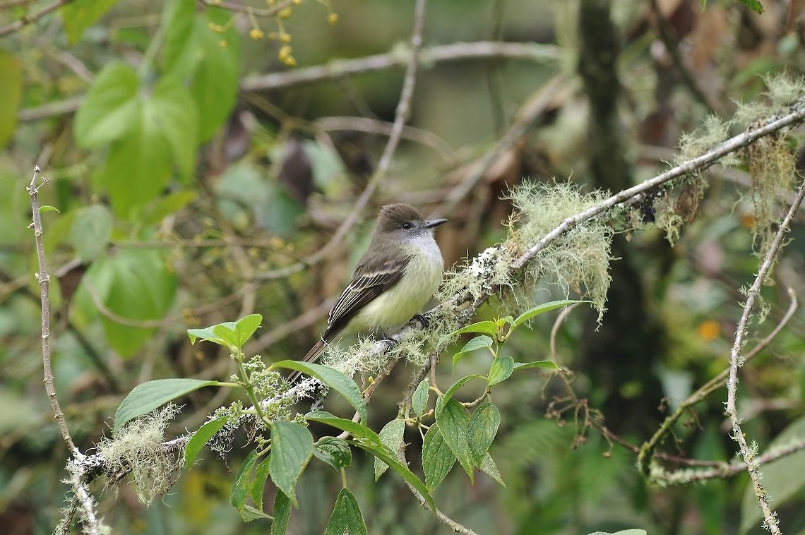 Pale-edged flycatcher (Myiarchus cephalotes) Reserva Rio Blanco, Caldas, Colombia. Mar 20th, 2018 Colombia,Geotagged,Myiarchus cephalotes,Pale-edged flycatcher,Winter