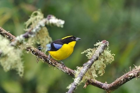 Blue-winged mountain tanager (Anisognathus somptuosus) Reserva Rio Blanco, Caldas, Colombia. Mar 20th, 2018 Anisognathus somptuosus,Blue-winged mountain tanager,Colombia,Geotagged,Winter