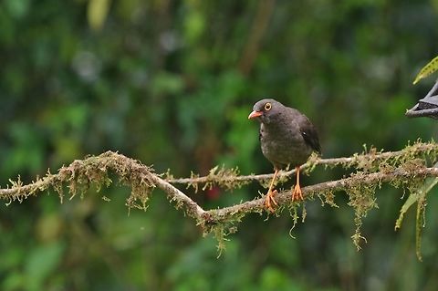 Great thrush (Turdus fuscater) Reserva Rio Blanco, Caldas, Colombia. Mar 20th, 2018 Colombia,Geotagged,Great thrush,Turdus fuscater,Winter