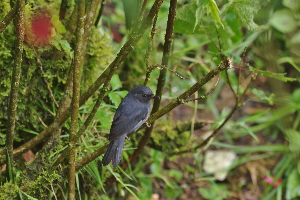 White-sided flowerpiercer (Diglossa albilatera) Reserva Rio Blanco, Caldas, Colombia. Mar 20th, 2018 Colombia,Diglossa albilatera,Geotagged,White-sided flowerpiercer,Winter