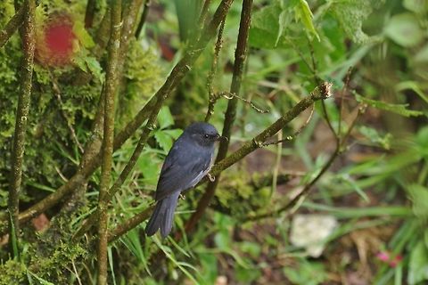 White-sided flowerpiercer (Diglossa albilatera) Reserva Rio Blanco, Caldas, Colombia. Mar 20th, 2018 Colombia,Diglossa albilatera,Geotagged,White-sided flowerpiercer,Winter