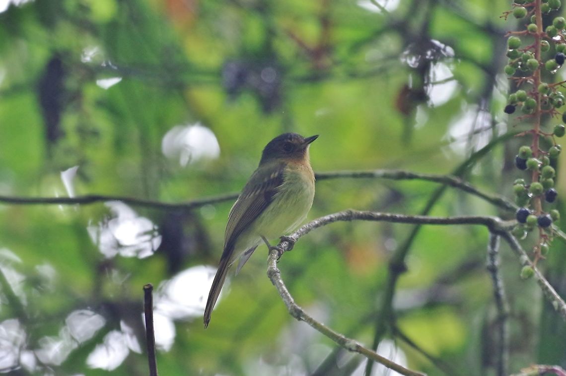 Rufous-breasted flycatcher (Leptopogon rufipectus) Reserva Rio Blanco, Caldas, Colombia. Mar 20th, 2018 Colombia,Geotagged,Leptopogon rufipectus,Rufous-breasted flycatcher,Winter