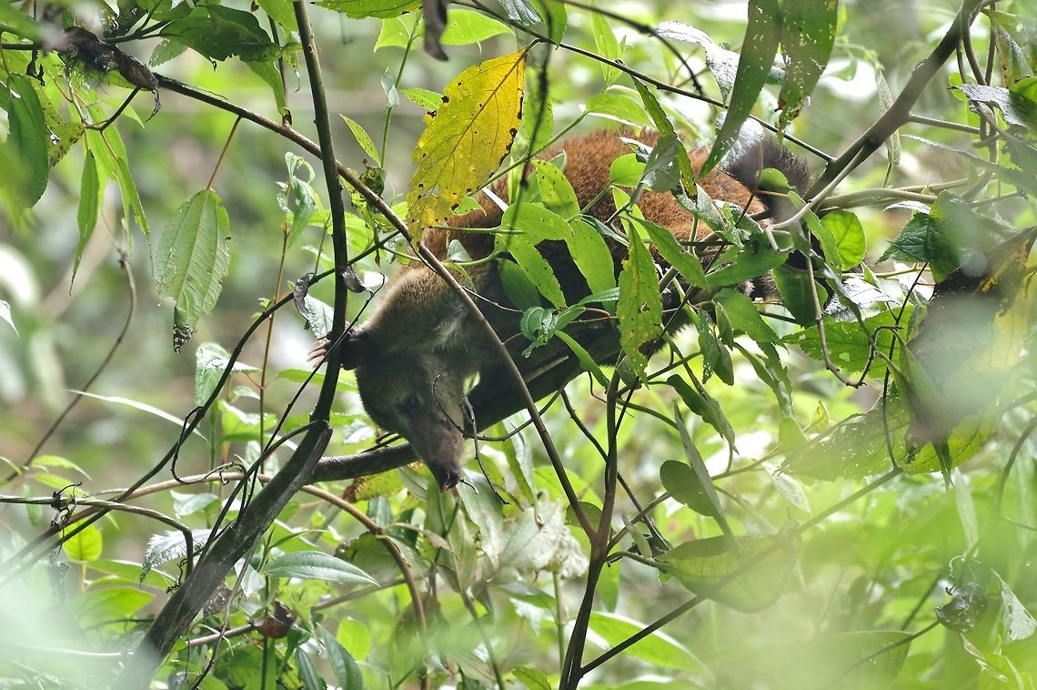 Western Mountain Coati (Nasuella olivacea) Reserva Rio Blanco, Caldas, Colombia. Mar 20th, 2018 Colombia,Geotagged,Nasuella olivacea,Western Mountain Coati,Winter