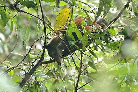 Western Mountain Coati (Nasuella olivacea) Reserva Rio Blanco, Caldas, Colombia. Mar 20th, 2018 Colombia,Geotagged,Nasuella olivacea,Western Mountain Coati,Winter
