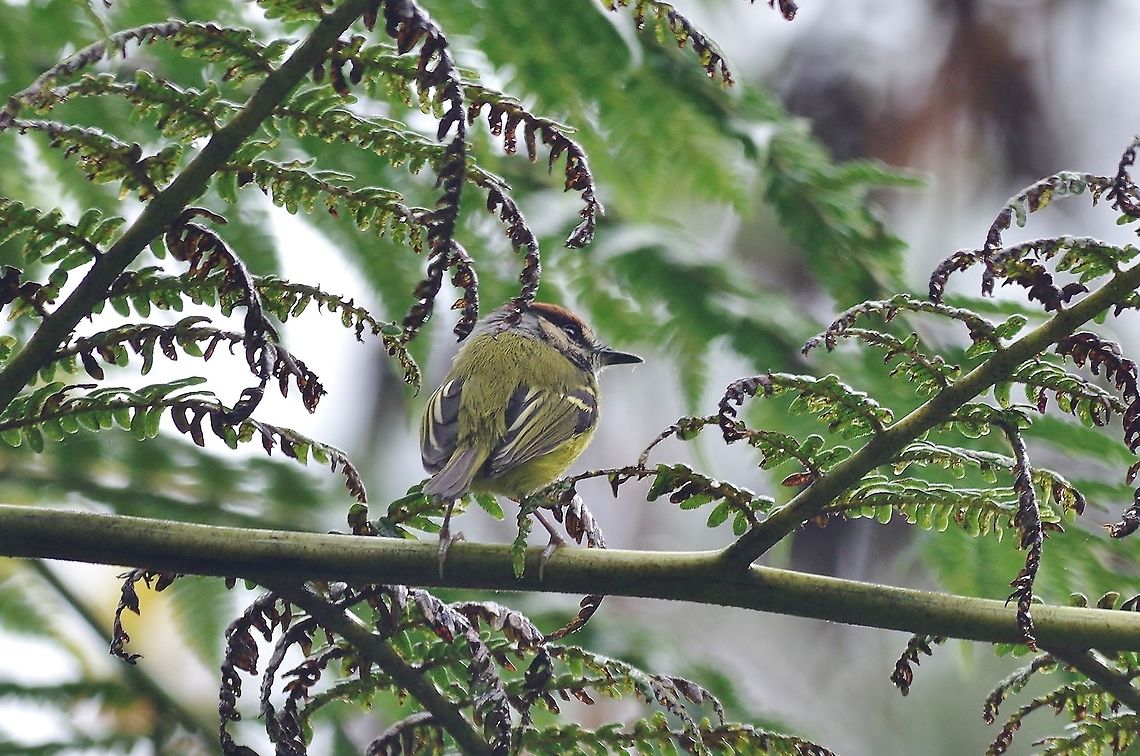 Rufous-crowned tody-flycatcher (Poecilotriccus ruficeps) Reserva Rio Blanco, Caldas, Colombia. Mar 20th, 2018 Colombia,Geotagged,Poecilotriccus ruficeps,Rufous-crowned tody-flycatcher,Winter