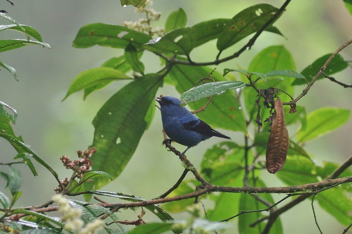 Blue-and-black tanager (Tangara vassorii) Reserva Rio Blanco, Caldas, Colombia. Mar 20th, 2018 Blue-and-black tanager,Colombia,Geotagged,Tangara vassorii,Winter