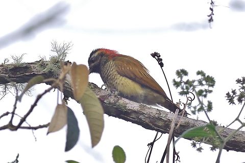 Yellow-vented woodpecker (Veniliornis dignus) Reserva Rio Blanco, Caldas, Colombia. Mar 20th, 2018 Colombia,Geotagged,Veniliornis dignus,Winter,Yellow-vented woodpecker