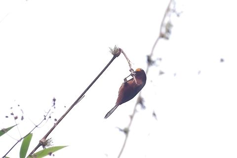 Plushcap (Catamblyrhynchus diadema) Reserva Rio Blanco, Caldas, Colombia. Mar 20th, 2018 Catamblyrhynchus diadema,Colombia,Geotagged,Plushcap,Winter