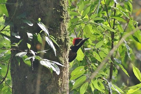 Powerful woodpecker (Campephilus pollens) Reserva Rio Blanco, Caldas, Colombia. Mar 21st, 2018 Campephilus pollens,Colombia,Geotagged,Powerful woodpecker,Spring