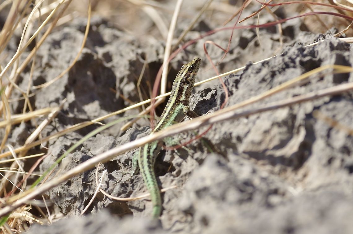 Wall lizard (Anatololacerta oertzeni pelasgiana) &Ouml;l&uuml;deniz, Turkey. Dec 24, 2015 Anatololacerta oertzeni pelasgiana,Geotagged,Turkey,Winter