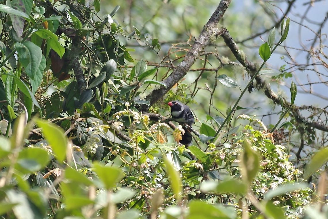 Masked saltator (Saltator cinctus) Reserva Rio Blanco, Caldas, Colombia. Mar 21st, 2018 Colombia,Geotagged,Masked saltator,Saltator cinctus,Spring