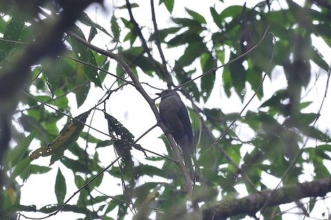 Dusky piha (Lipaugus fuscocinereus) Reserva Rio Blanco, Caldas, Colombia. Mar 21st, 2018 Colombia,Dusky piha,Geotagged,Lipaugus fuscocinereus,Spring
