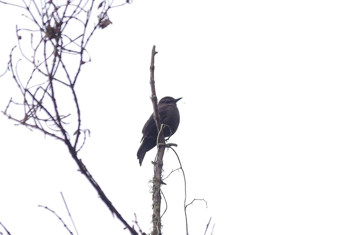 Smoky bush tyrant (Myiotheretes fumigatus) Reserva Rio Blanco, Caldas, Colombia. Mar 21st, 2018 Colombia,Geotagged,Myiotheretes fumigatus,Smoky bush tyrant,Spring