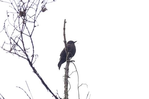 Smoky bush tyrant (Myiotheretes fumigatus) Reserva Rio Blanco, Caldas, Colombia. Mar 21st, 2018 Colombia,Geotagged,Myiotheretes fumigatus,Smoky bush tyrant,Spring