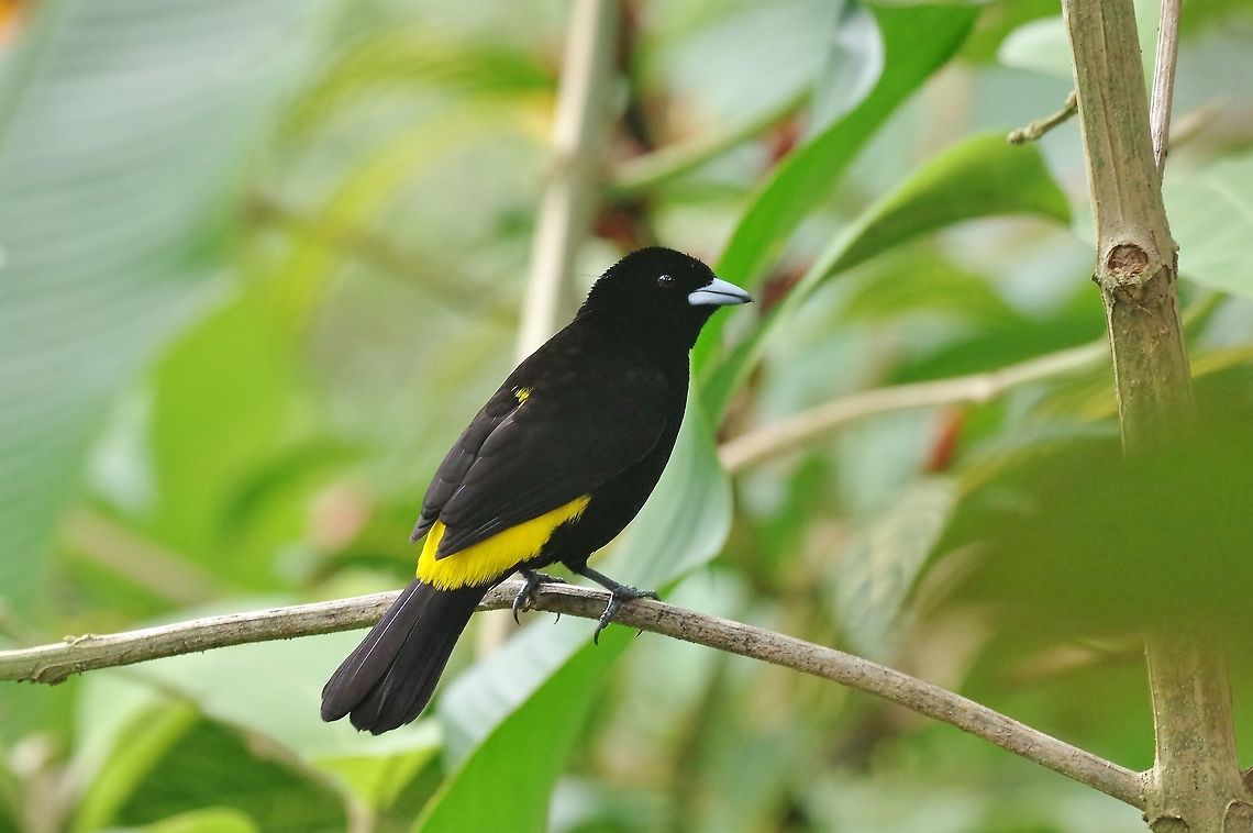 Flame-rumped tanager (Ramphocelus flammigerus icteronotus) El Descanso, Alto Anchicaya, Valle del Cauca, Colombia. Mar 23, 2018 Colombia,Flame-rumped tanager,Geotagged,Ramphocelus flammigerus,Spring