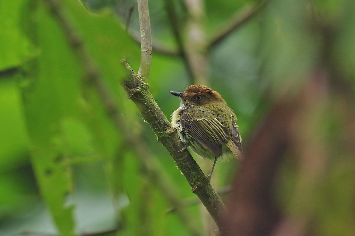 Scale-crested pygmy tyrant (Lophotriccus pileatus) El Descanso, Alto Anchicaya, Valle del Cauca, Colombia. Mar 23, 2018 Colombia,Geotagged,Lophotriccus pileatus,Scale-crested pygmy tyrant,Spring