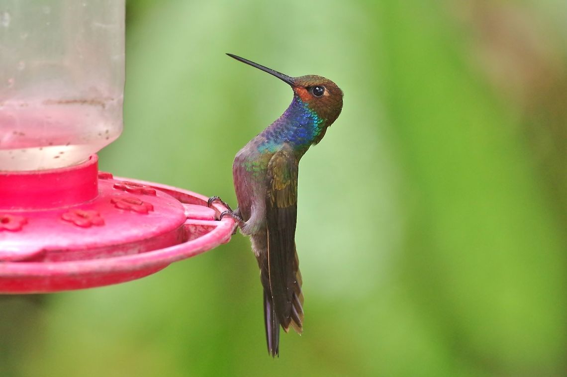 Rufous-gaped hillstar (Urochroa bougueri bougueri) El Descanso, Alto Anchicaya, Valle del Cauca, Colombia. Mar 23, 2018 Colombia,Geotagged,Spring,Urochroa bougueri,White-tailed hillstar