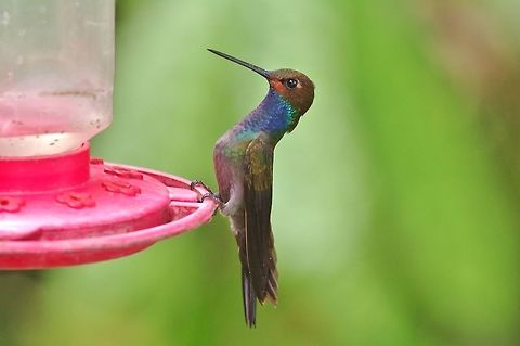 Rufous-gaped hillstar (Urochroa bougueri bougueri) El Descanso, Alto Anchicaya, Valle del Cauca, Colombia. Mar 23, 2018 Colombia,Geotagged,Spring,Urochroa bougueri,White-tailed hillstar