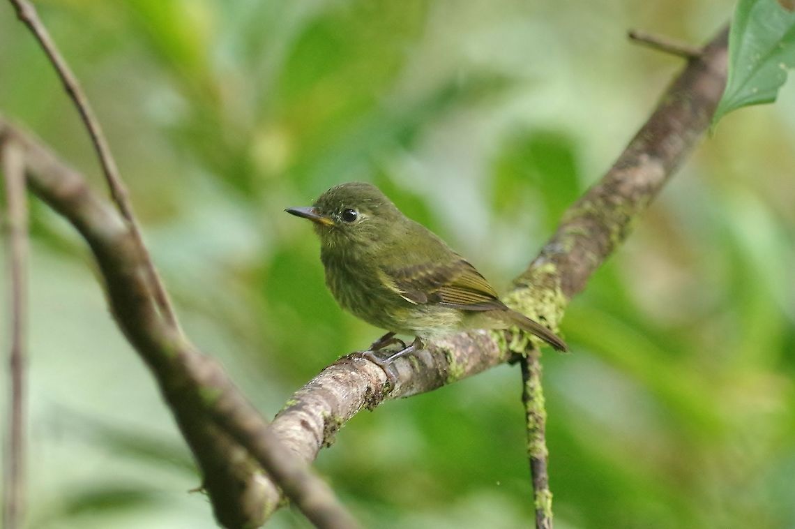 Olive-striped flycatcher (Mionectes olivaceus) El Descanso, Alto Anchicaya, Valle del Cauca, Colombia. Mar 23, 2018 Colombia,Geotagged,Mionectes olivaceus,Olive-striped flycatcher,Spring