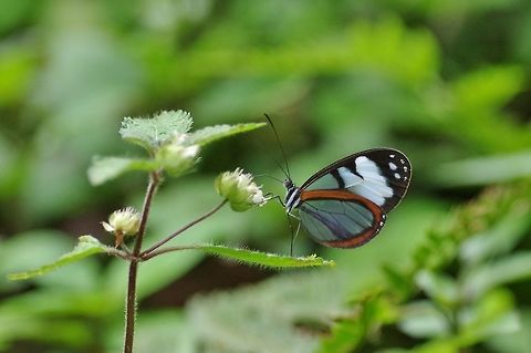 Oleria amalda (Nymphalidae) El Descanso, Alto Anchicaya, Valle del Cauca, Colombia. Mar 23, 2018 Colombia,Geotagged,Oleria amalda,Spring